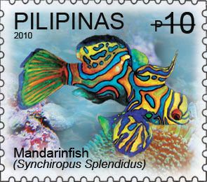 Mandarinfish (Synchiropus splendidus)