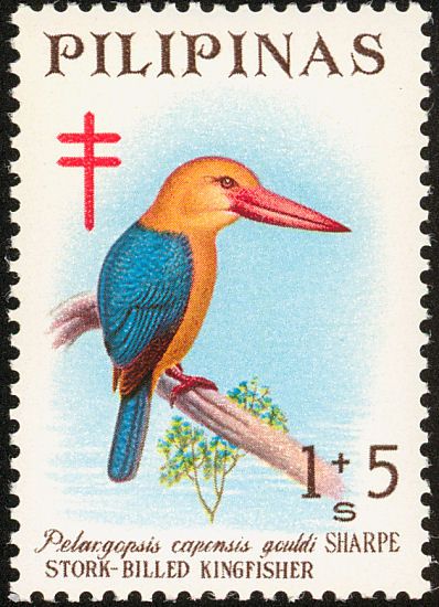Stork-billed Kingfisher (Pelargopsis capensis gouldi)