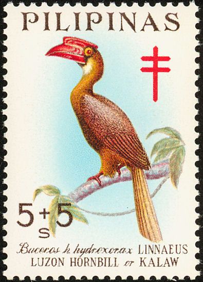 Luzon Hornbill (Buceros h. hydrocorax)