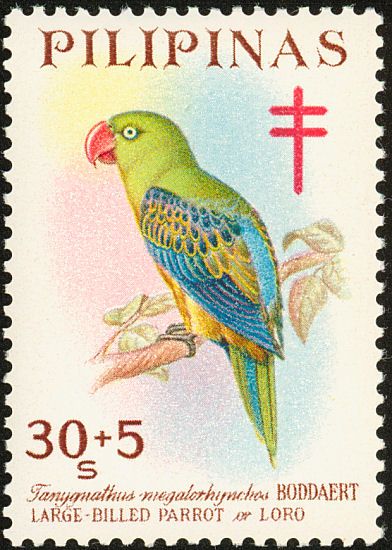 Great-billed Parrot (Tanygnathus megalorhynchos)