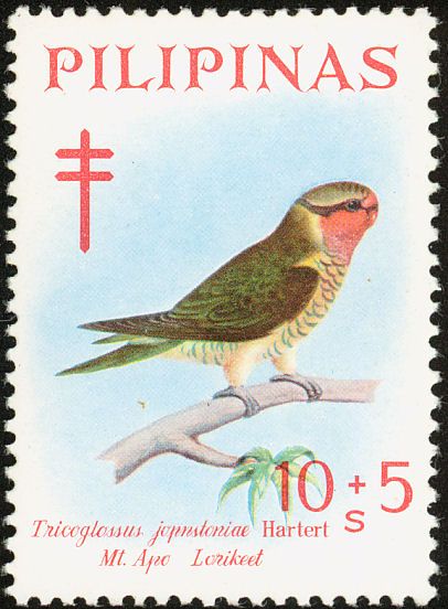 Mt. Apo Lorikeet (Trichoglossus johnstoniae)