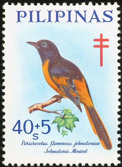 Johnstone's Minivet (Pericrocotus flammeus johnstoniae)