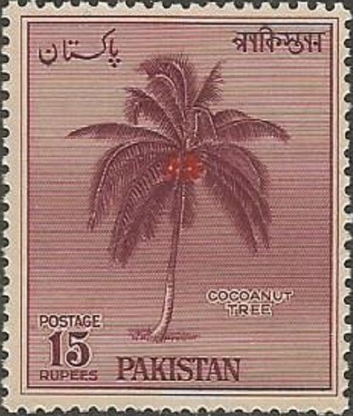 Coconut Tree (Cocos nucifera)