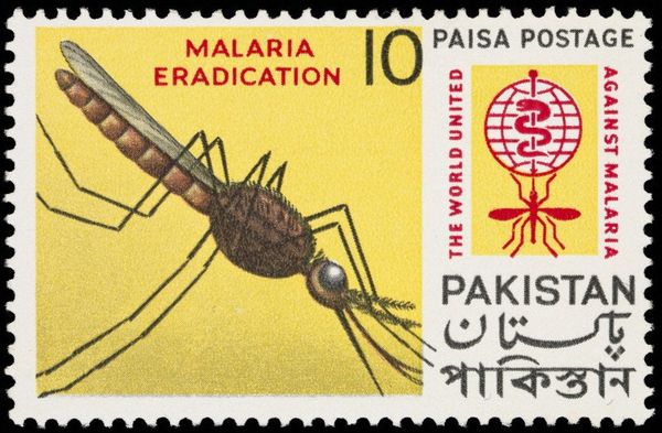 Mosquito