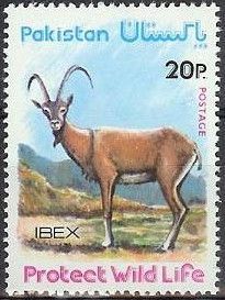 Urial (Ovis orientalis vignei) Protect Wild Life