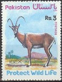 Urial (Ovis orientalis vignei)