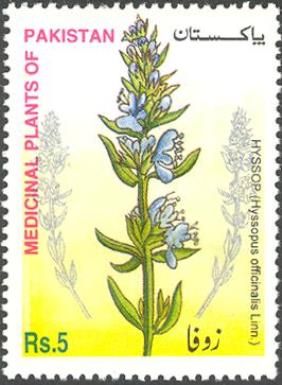 Hyssop