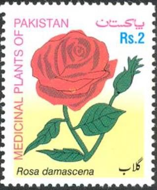 Rosa Damascena (Rose, Gul-e-Surkh)