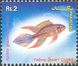 Yellow Dwarf Cichlid (Apistogramma borellii)