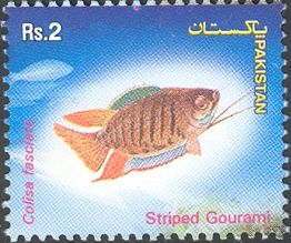 Striped Gourami (Polyacanthus fasciatus)