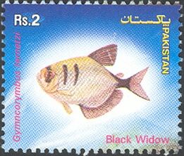 Black Widow Tetra (Gymnocorymbus ternetzi)