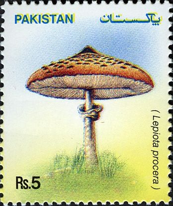 Mushrooms -  Lepiota procera