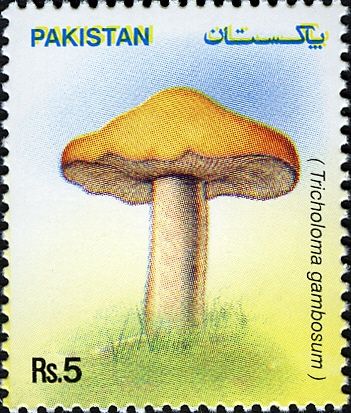 Mushrooms - Tricholoma gambosum