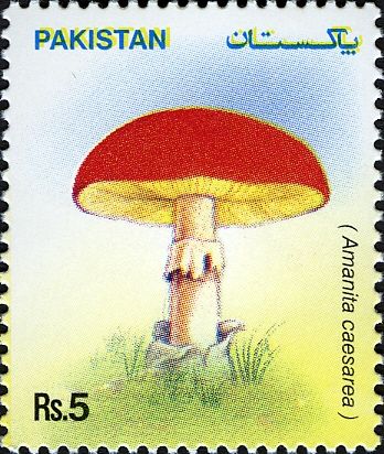 Mushrooms - Amanita caesarea