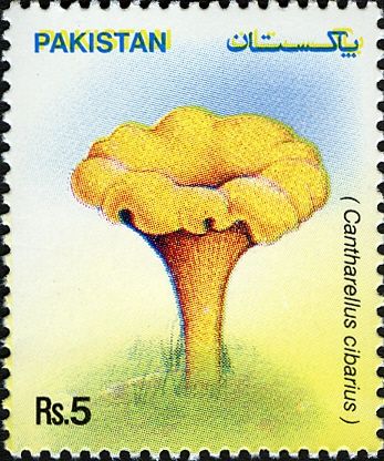 Mushrooms - Cantharellus cibarius