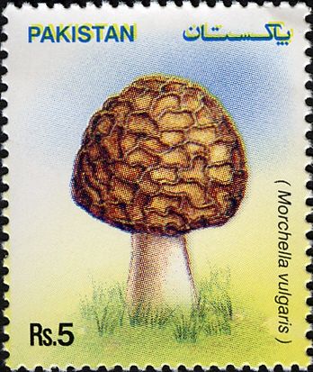 Mushrooms - Morchella vulgaris