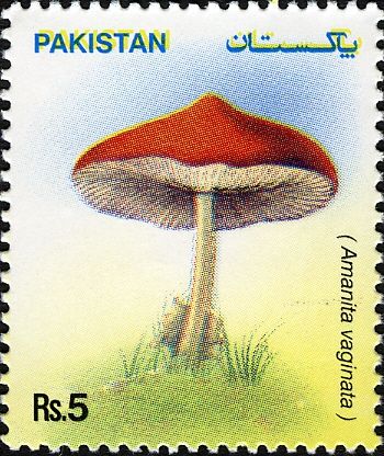 Mushrooms - Amanita vaginata