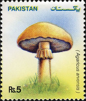 Mushrooms - Agaricus arvensis