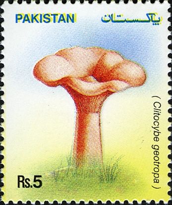 Mushrooms - Clitocybe geotropa