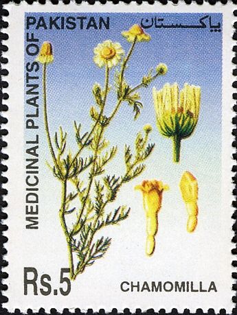 Medicinal Plants of Pakistan - Chamomilla