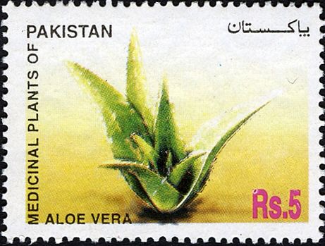 Medicinal Plants of Pakistan - Aloe Vera