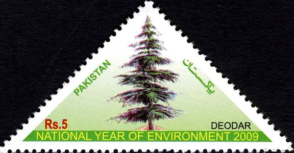 National Tree: Deodar