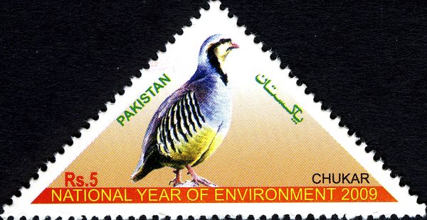 Chukar Partridge (Alectoris chukar)