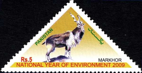 Markhor (Capra falconeri)