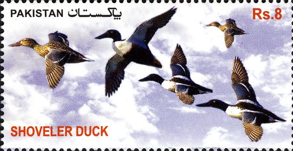 Northern Shoveler (Anas clypeata)