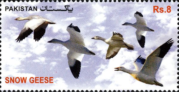 Snow Goose (Anser caerulescens)