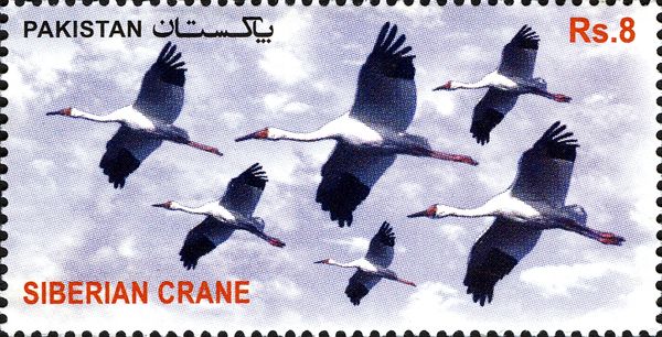 Siberian Crane (Grus leucogeranus)