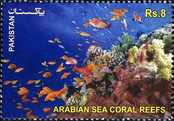The Arabian Sea Coral Reefs
