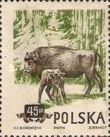 European Bison (Bos bonasus)