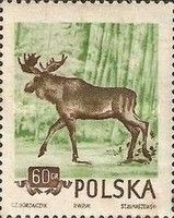 Moose (Alces alces)