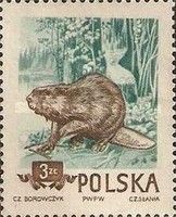 Eurasian Beaver (Castor fiber)