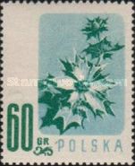 Sea holly (Eryngium maritimum)