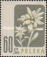 Edelweiss (Leontopodium alpinum)
