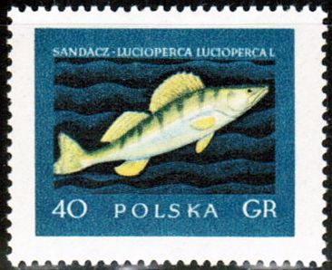 Zander (Lucioperca lucioperca)