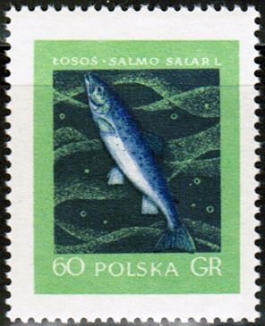 Atlantic Salmon (Salmo salar)
