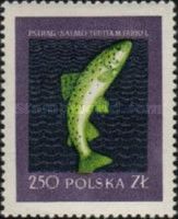 River Trout (Salmo trutta fario)