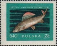 Grayling (Thymallus thymallus)