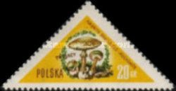 Death Cap (Amanita phalloides)