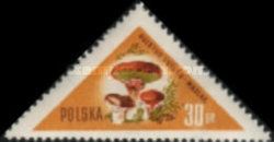 Slippery Jack (Suillus luteus)