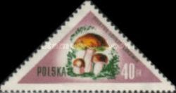 Penny Bun (Boletus edulis)