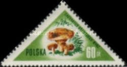 Saffron Milk Cap (Lactarius deliciosus)