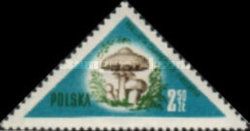 Field Mushroom (Agaricus campestris)