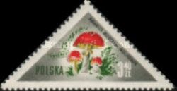 Fly Agaric (Amanita muscaria)