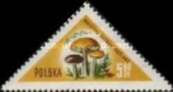 Birch Bolete (Leccinum scabrum)