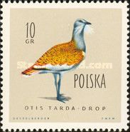 Great Bustard (Otis tarda)