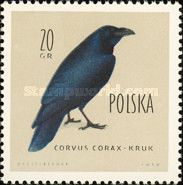 Common Raven (Corvus corax) 
